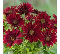 Primrose Set of 3 Akila Dalina Dark Red African Daisy Osteospermum 9cm Pots Primrose Red
