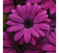 Primrose Set of 3 Akila Purple African Daisy Bedding Plant Osteospermum 9cm Pot Primrose Purple