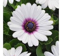 Primrose Set of 3 Akila White Purple Eye African Daisy Osteospermum 9cm Pots Primrose White