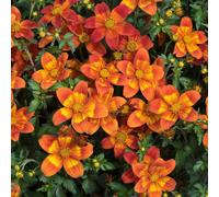Primrose Set of 3 Bee Happy Red Bedding Bidens Ferulifolia Baleehedi 9cm Pots in Orange Primrose Orange