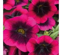 Primrose Set of 3 Cabaret Double Caliloco Dracula Calibrachoa 9cm Pots in Pink Primrose Pink