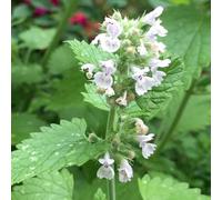 Primrose Set Of 3 Catnip Herb Plant Nepeta Cataria 9Cm Pot