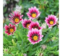 Primrose Set of 3 Christopher Lloyd Treasure Flower Bedding Gazania in 9cm Pots in Pink Primrose Pink