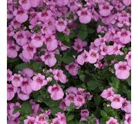 Primrose Set of 3 Diamond Pink Bedding Plant Diascia in 9cm Pots Primrose Pink
