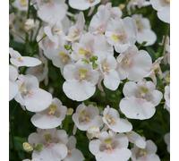 Primrose Set of 3 Diamond White Blush Bedding Plant Diascia in 9cm Pots Primrose White