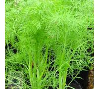 Primrose Set Of 3 Fennel Or Foeniculum Vulgare Herb Plant Foeniculum Vulgare 9Cm Pot