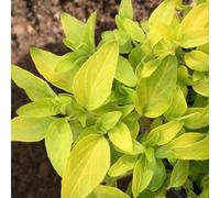 Primrose Set Of 3 Golden Marjoram Herb Plant Origanum Vulgare Aureum 9Cm Pot
