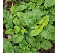 Set of 3 Melissa Officinalis Lemon Balm Or Melissa Officinalis 9cm Pot Herb Garden Plant - Green / 3