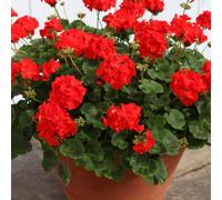 Primrose Set of 3 Red Shades Bedding Plant Geranium in 9cm Pots Primrose Red