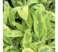 Primrose Set Of 3 Sage Icterina Herb Plant Salvia Officinalis Icterina 9Cm Pot