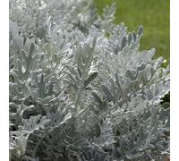 Primrose Set of 3 Silver Dust Jacobaea Maritima Bedding Cineraria in 9cm Pots Primrose Silver