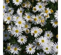 Primrose Set of 3 Surdaisy White Bedding Plant Brachyscome Multifida 9cm Pots Primrose White