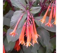 Primrose Set of 3 Thalia Bedding Plant Fuchsia in 9cm Pots in Orange Primrose Orange