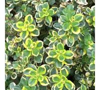 Primrose Set Of 3 Thyme Lemon Variegated Thymus 9Cm Pot Herb Garden Plant