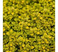 Primrose Set Of 3 Thyme Pulegioides Archers Gold Herb Plant Creeping Thyme 9Cm Pot