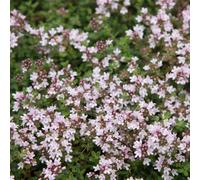 Primrose Set Of 3 Thyme Serpyllum Pink Chintz Herb Plant Thymus 9Cm Pot