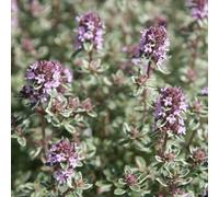 Primrose Set Of 3 Thyme Silver Posie Herb Plant Thymus 9Cm Pot