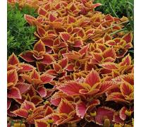 Primrose Set of 3 Trusty Rusty Bedding Plant Coleus Scutellarioides in 9cm Pots in Red Primrose Red