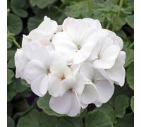 Primrose Set of 3 White Bedding Plant Geranium in 9cm Pots Primrose White