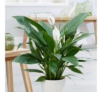 Primrose Spathiphyllum Bingo Cupido Peace Lily 17Cm Pot 65Cm Tall Flowering House Plants