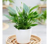 Primrose Spathiphyllum wallisii Bellini Peace Lilly Plant 30cm Houseplant 13cm Pot in Green Primrose Green