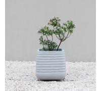 Primrose Square Ridged Outdoor Planter Garden Flower Pot In Grey 28Cm