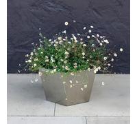 Primrose Stainless Steel Hexagon Metal Outdoor Garden Silver Pot Planter 40Cm