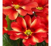 Primrose 'Starlias Red & Yellow'. 7cm Plant x 3. Primula plants, winter bedding flowers. Bedwen Plants Online Garden Centre