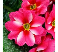 Primrose 'Starlias Rose & Cream'. 7cm Plant x 3. Primula plants, winter bedding flowers. Bedwen Plants Online Garden Centre