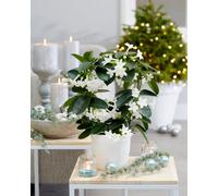 Primrose Stephanotis Floribunda Madagascar Jasmine 12Cm Pot 40Cm Tall Flowering House Plants