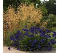 Primrose Stipa Gigantea Golden Oats 9Cm Pot Grass Plant
