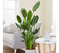 Primrose Strelitzia Reginae Bird Of Paradise 12Cm Pot 30Cm Tall Flowering House Plants