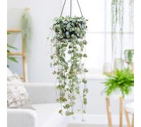 Primrose String of Hearts On A String Rosary Vine Ceropegia Linearis Woodii 30cm Indoor Plant 14cm Hanging Pot in Green Primrose Green