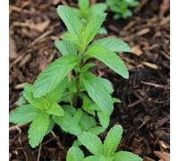 Primrose Mentha X Piperita Swiss Swiss Mint 9Cm Pot Herb Garden Plant