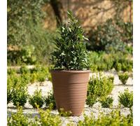 Primrose Plant Pot Tall Flower Pot Round Plastic Planter in Rust Medium 49cm (19.3in)