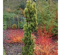 Primrose Taxus Baccata Standishii Yew 1 Litre Pot Conifer Bush