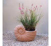 Primrose Terracotta Siena Nautilus Ammonites Shell Fossil Themed Planter 23cm | Size: 1 Pack Primrose Terracotta 1 Pack