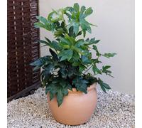 Terracotta Style Garden Planter Round Outdoor Bowl Plant Pot 48cm - Brown