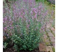 Primrose Teucrium X Lucidrys Hedge Germander 9Cm Pot Perennial Plant