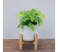 Primrose Textured Concrete Round Garden Planter with Wooden Stand in Cream 30cm in Grey Primrose Grey