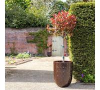 Primrose Textured Glazed Terracotta Planter In Glossy Coffee Brown 50Cm