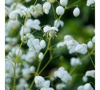 Primrose Thalictrum Splendide White Meadow Rue 9Cm Pot Perennial Plant