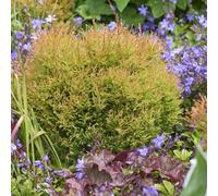 Primrose Thuja Occidentalis Fire Chief White Cedar 1 Litre Pot Conifer Bush