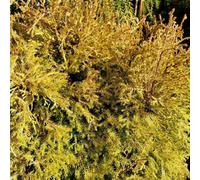 Primrose Thuja Occidentalis Rheingold White Cedar 1 Litre Pot Conifer Bush