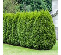 Primrose Thuja Occidentalis Smaragd White Cedar 9Cm Pot Hedging Plant