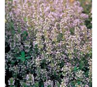 Primrose Thyme Common Herb Plant Thymus Vulgaris 9cm Pot in Purple | Size: 3 Pack Primrose Purple 3 Pack