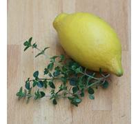 Primrose Thyme Culinary Lemon Lemon Thyme 9Cm Pot Herb Garden Plant