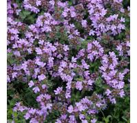 Primrose Thyme Pseudolanuginosus Herb Plant Thymus Polytrichus 9cm Pot in Purple | Size: 1 Pack Primrose Purple 1 Pack