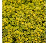 Primrose Thyme Pulegioides Archers Gold Creeping Thyme 9cm Pot Herb Plant in Green | Size: 3 Pack Primrose Green 3 Pack