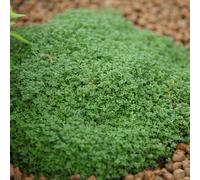 Primrose Thyme Serpyllum Minor Herb Plant Thymus Minimus 9cm Pot in Green | Size: 3 Pack Primrose Green 3 Pack